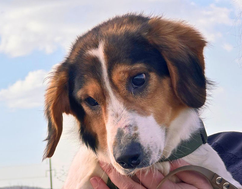 blinde hond adopteren