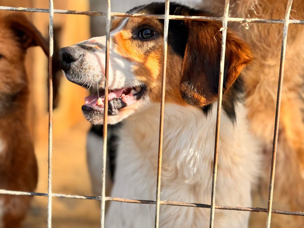 blinde hond adopteren