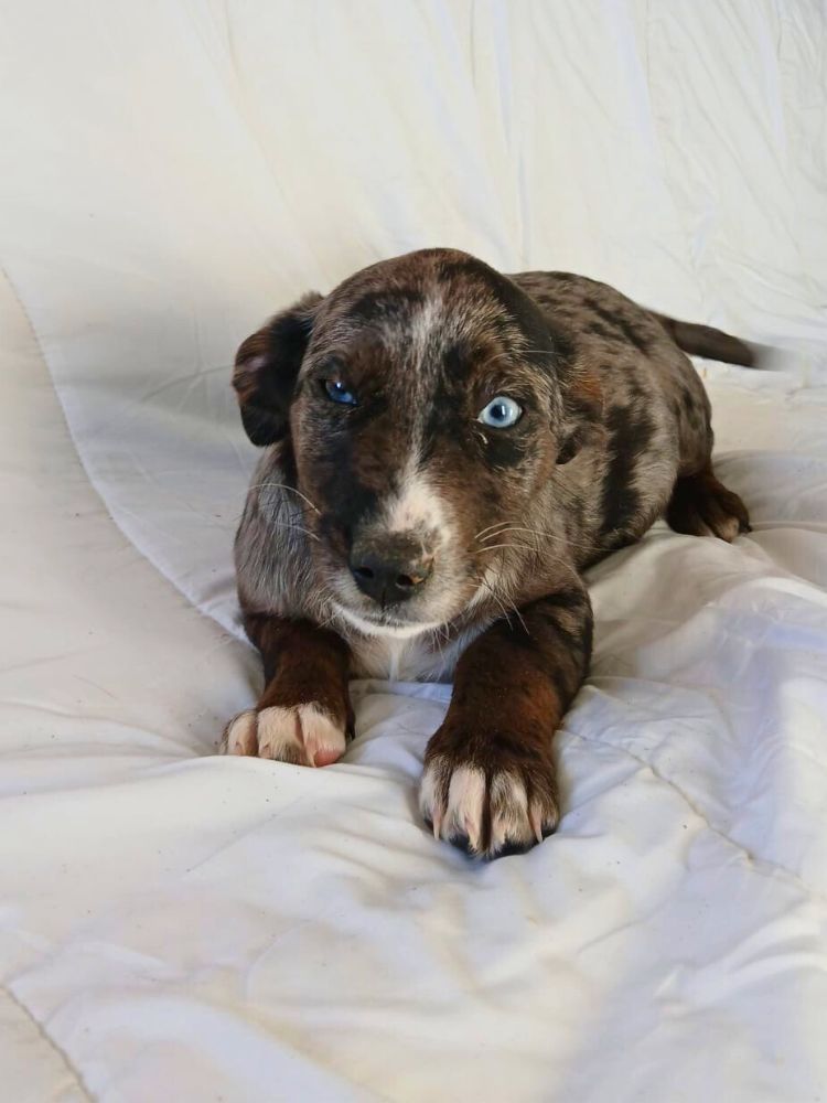 puppy uit het buitenland adopteren