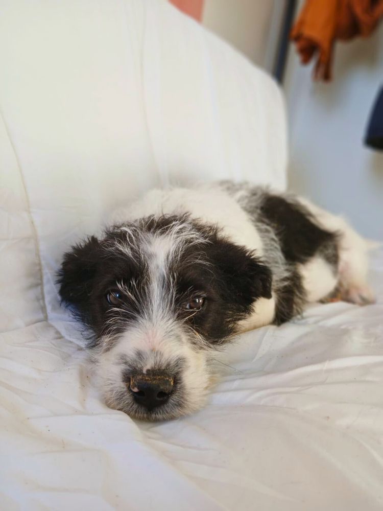 puppy uit het buitenland adopteren