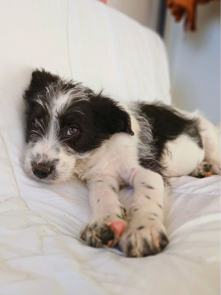 puppy uit het buitenland adopteren