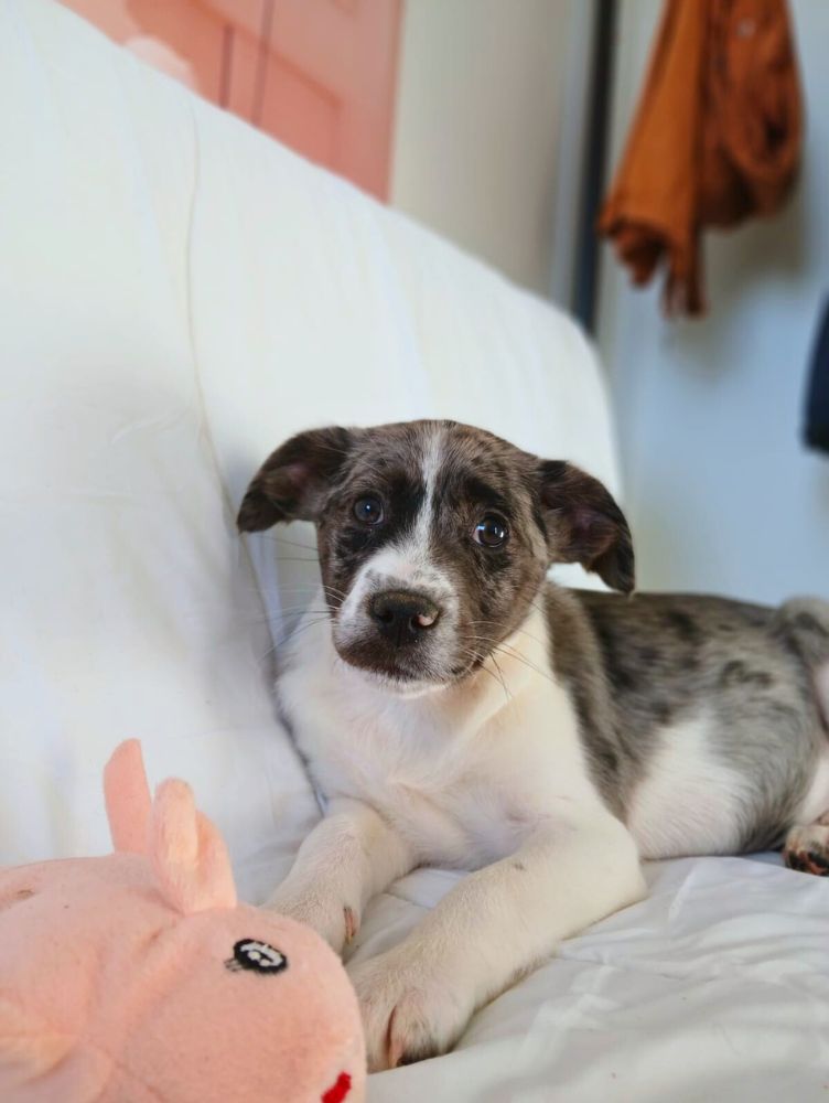 asiel puppy adopteren