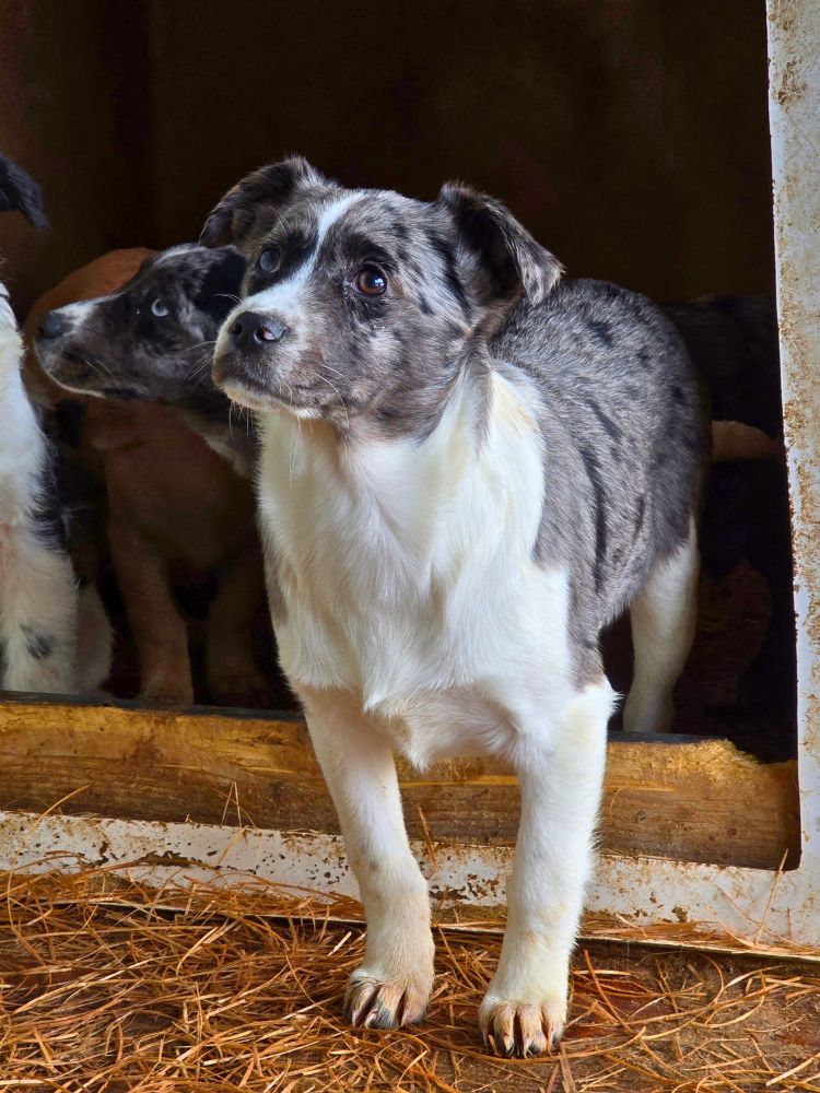 hond adopteren roemenië