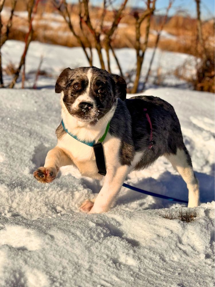 asiel puppy hond adopteren