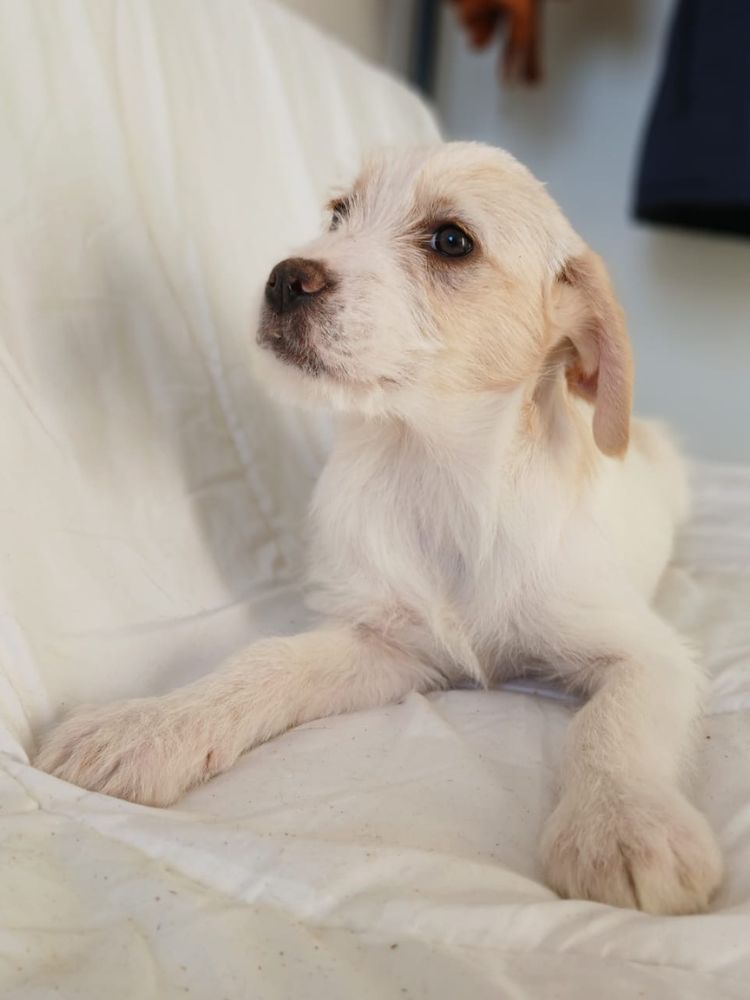 asiel puppy adopteren