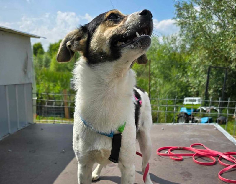puppie adopteren