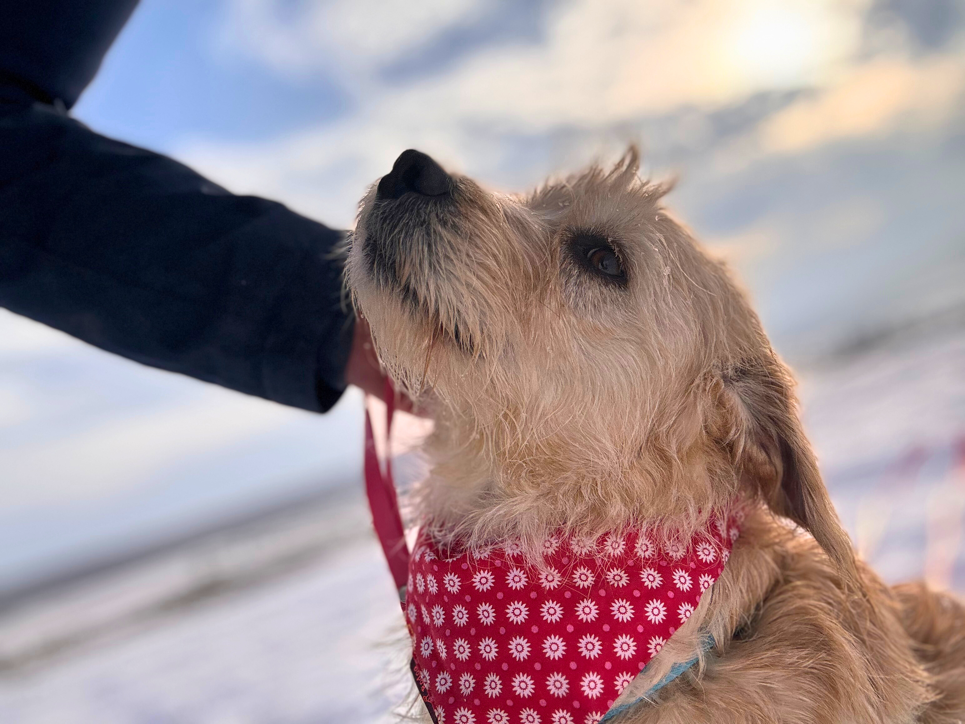 kleine hond adopteren