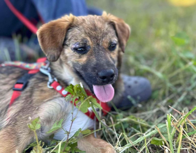 pup in het asiel
