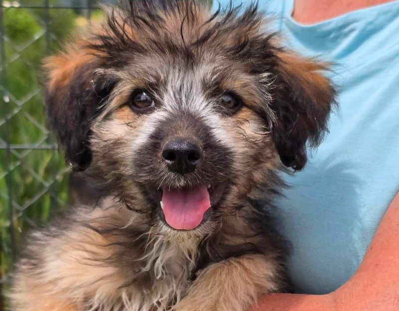 puppie adopteren