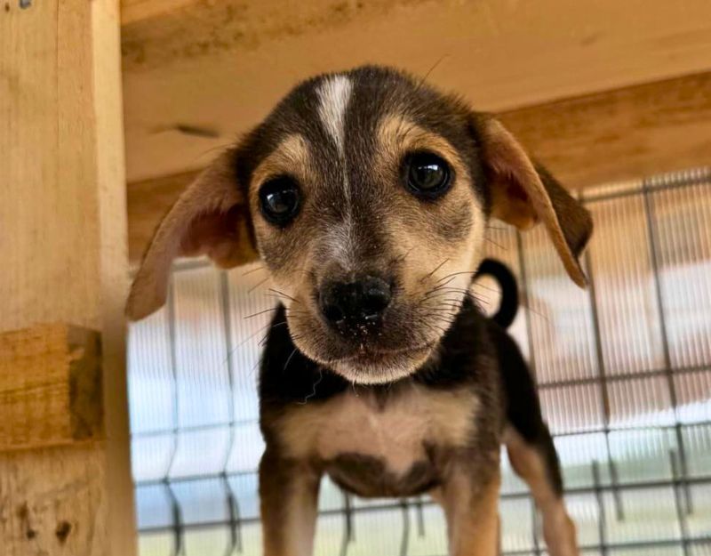 jonge pup adopteren
