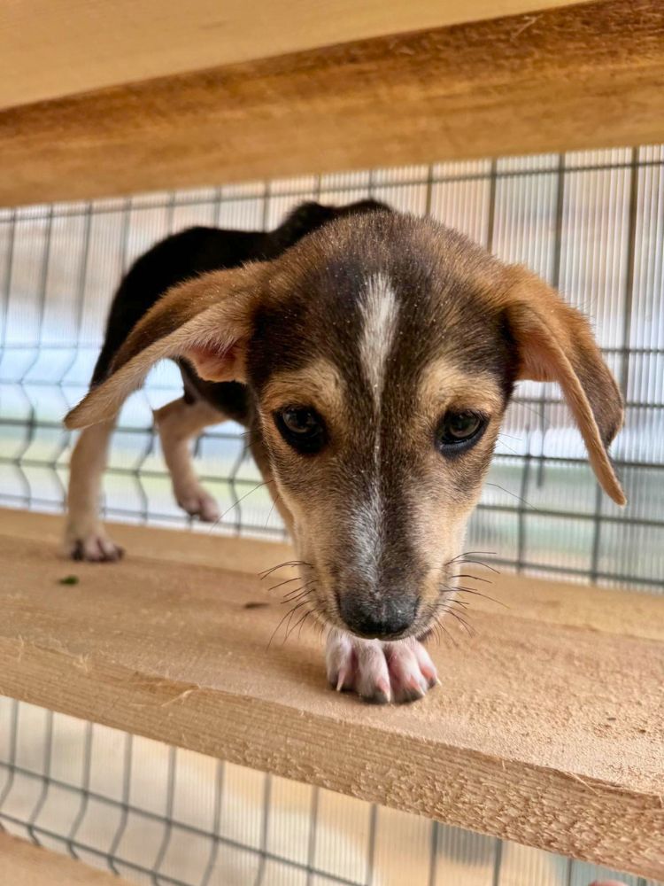puppy adopteren