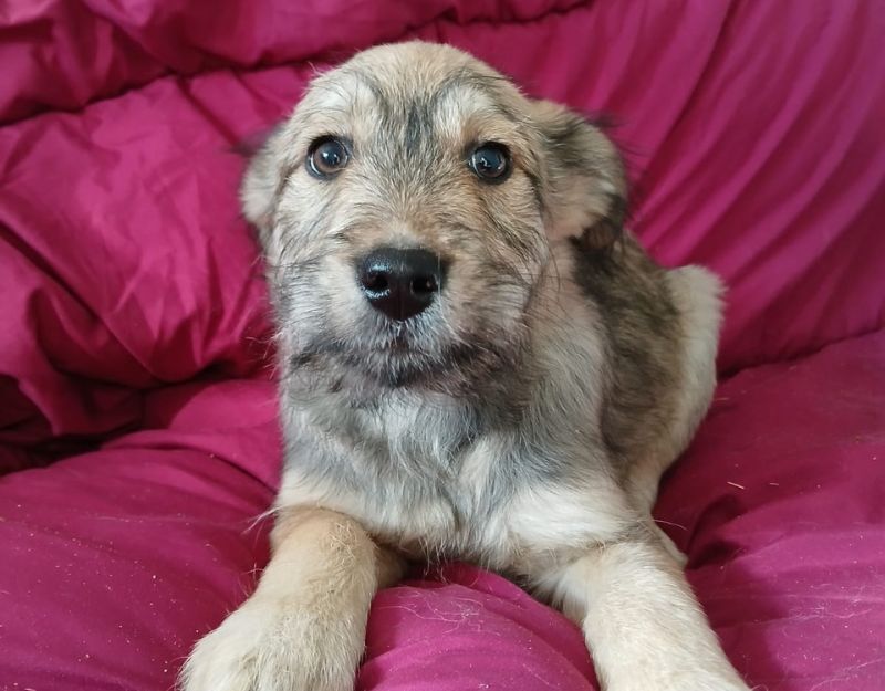 hond adopteren puppy