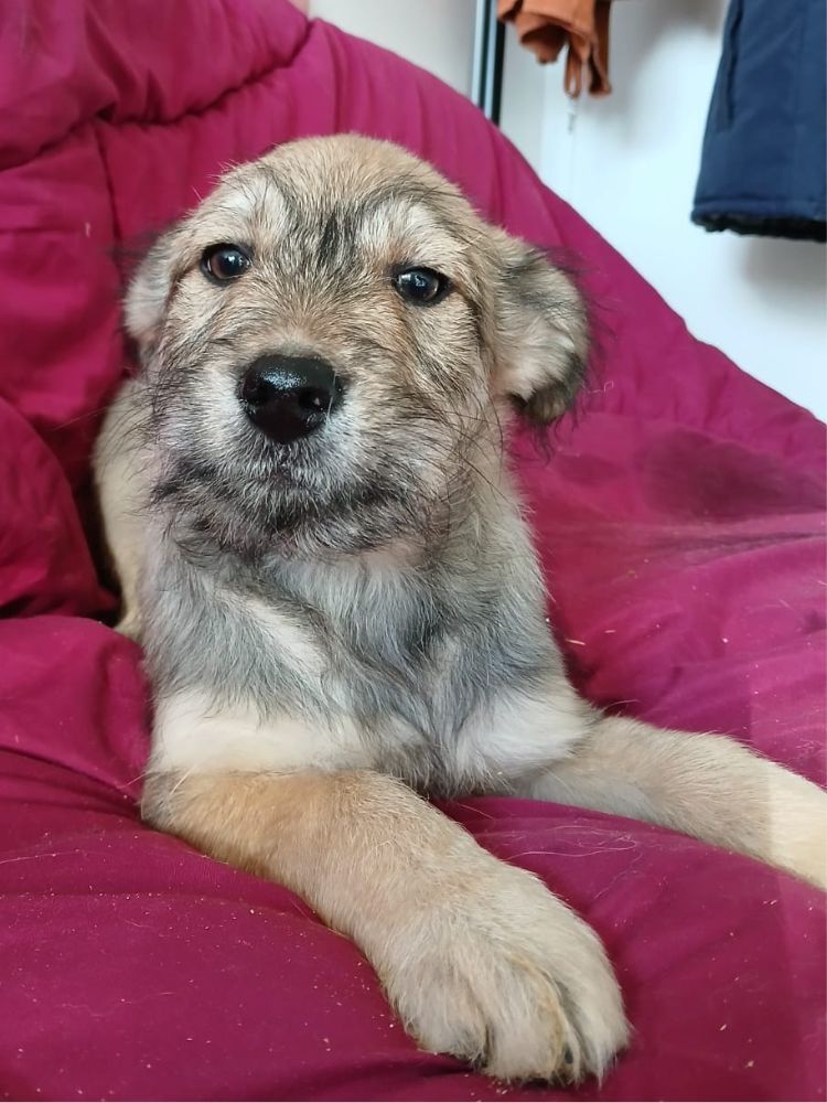 hond adopteren puppy