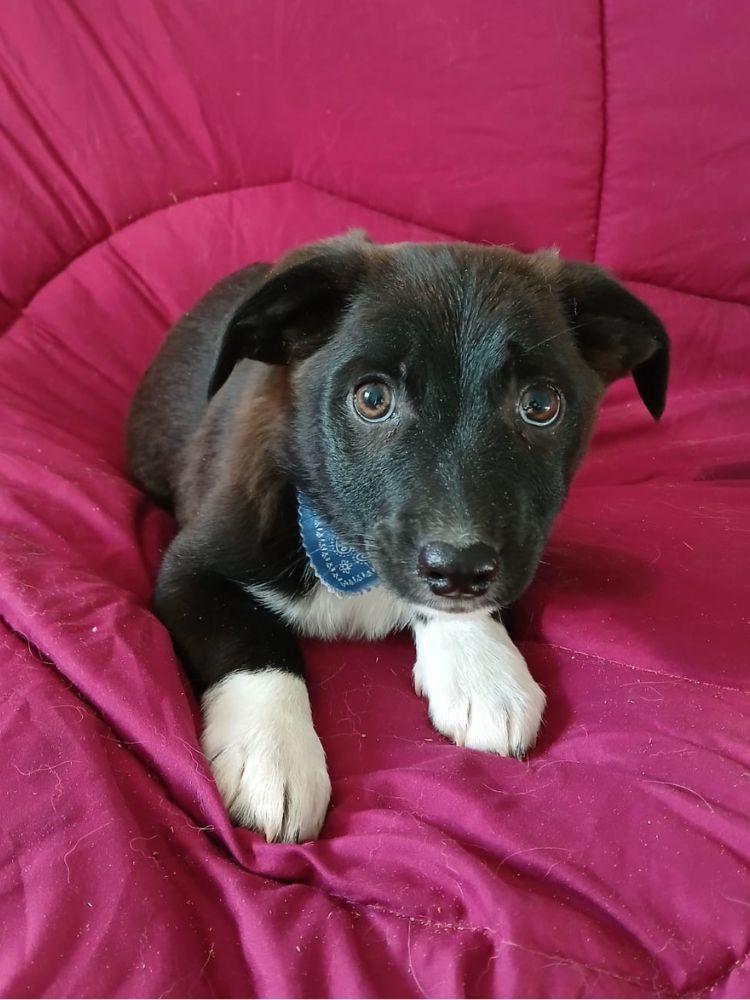 puppies in het asiel