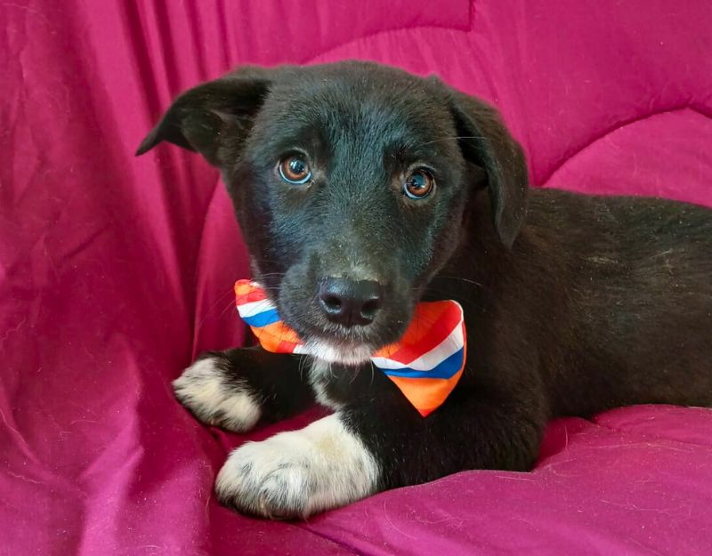 uit het buitenland een pup adopteren