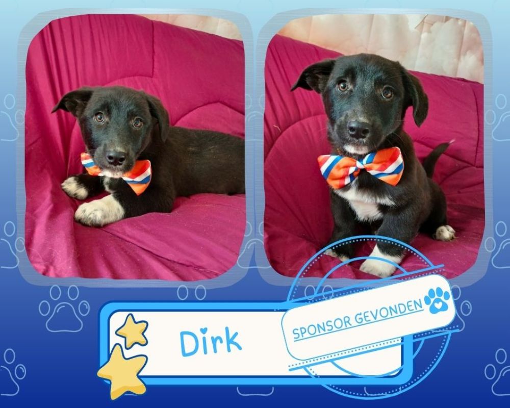 uit het buitenland een pup adopteren