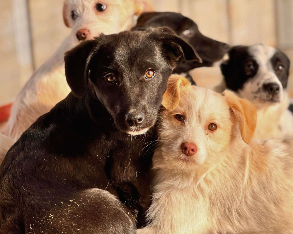 pup uit het buitenland adopteren