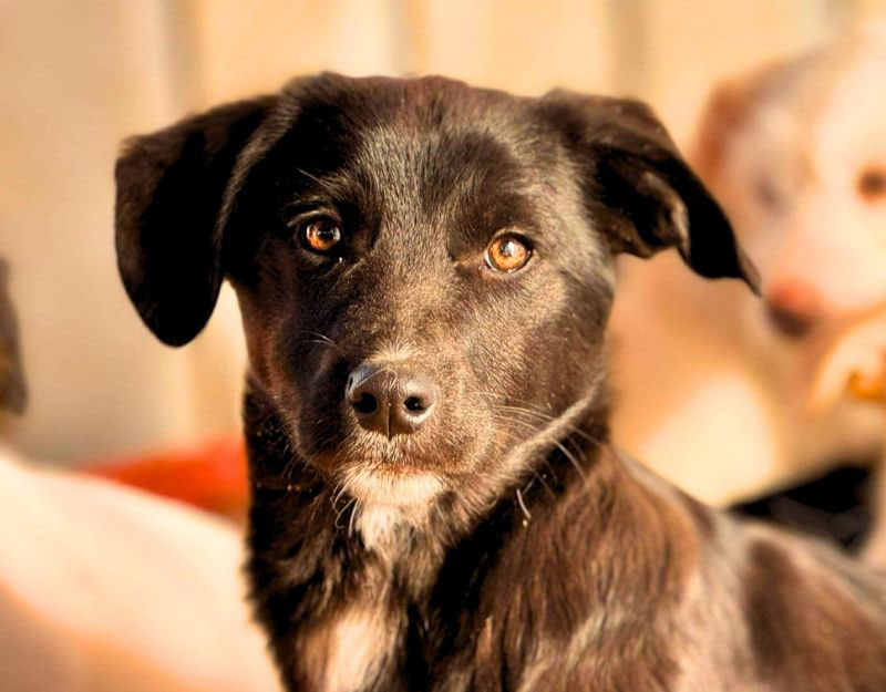 uit het buitenland een pup adopteren