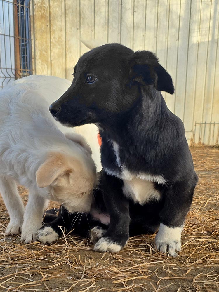 uit roemenië een pup adopteren