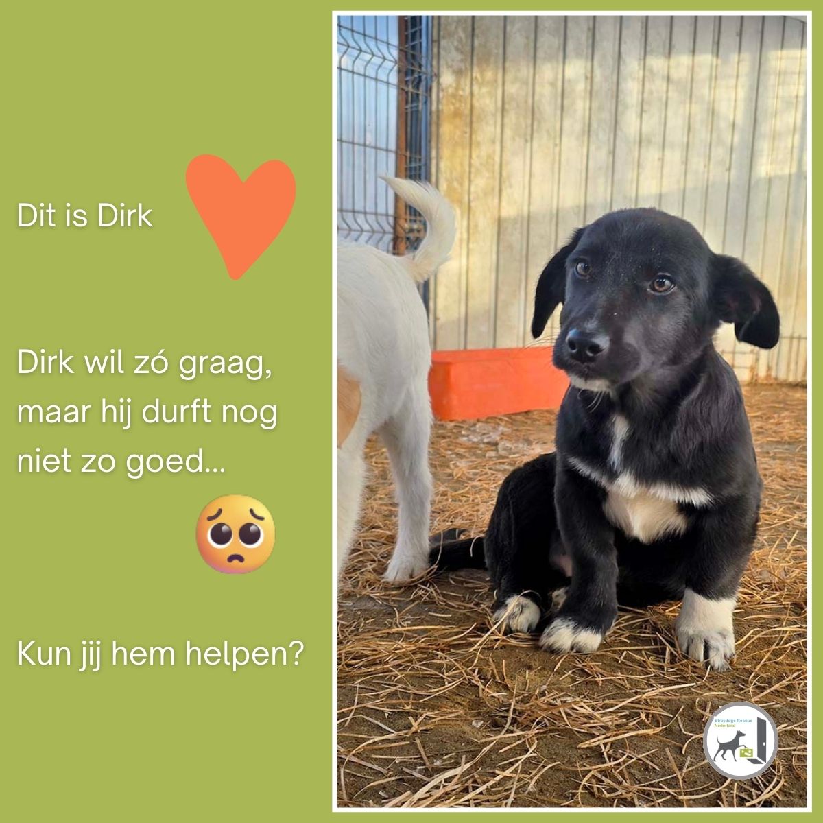 puppy uit asiel adopteren