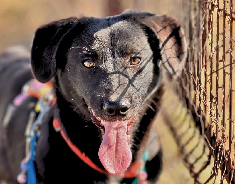 uit het buitenland een pup adopteren