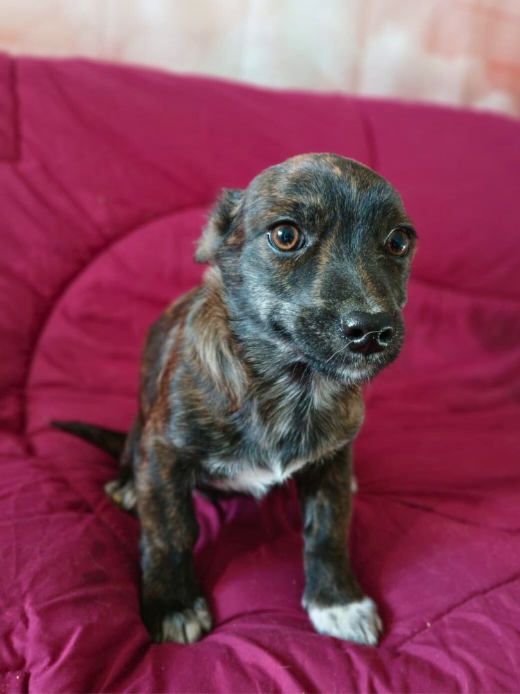 pup uit het asiel adopteren