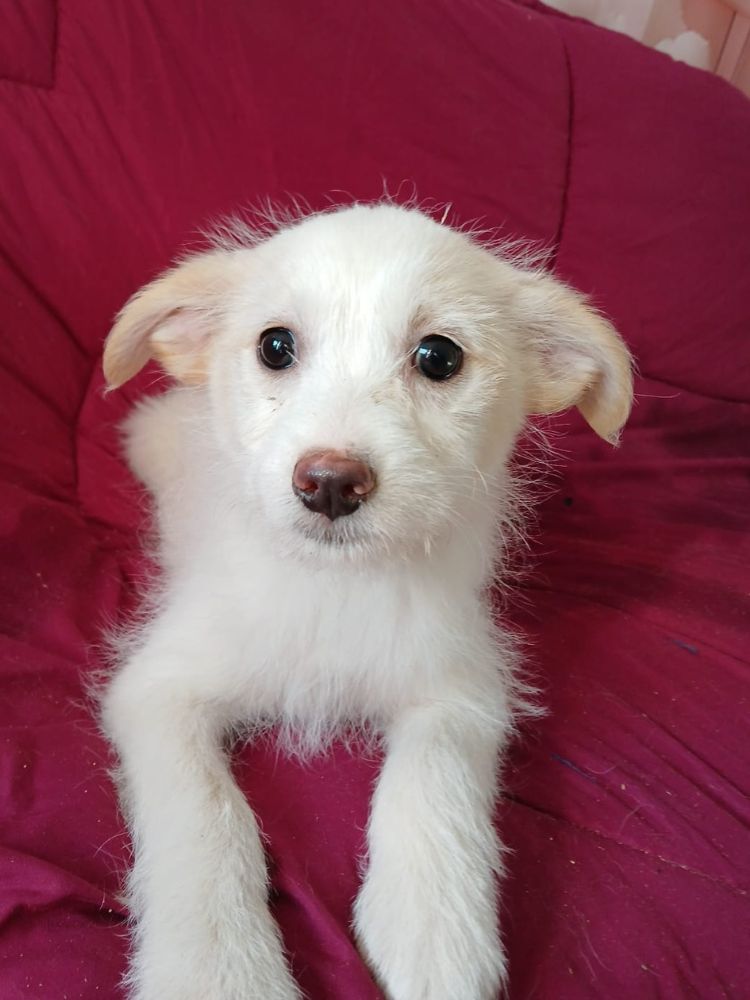 pup uit het asiel adopteren