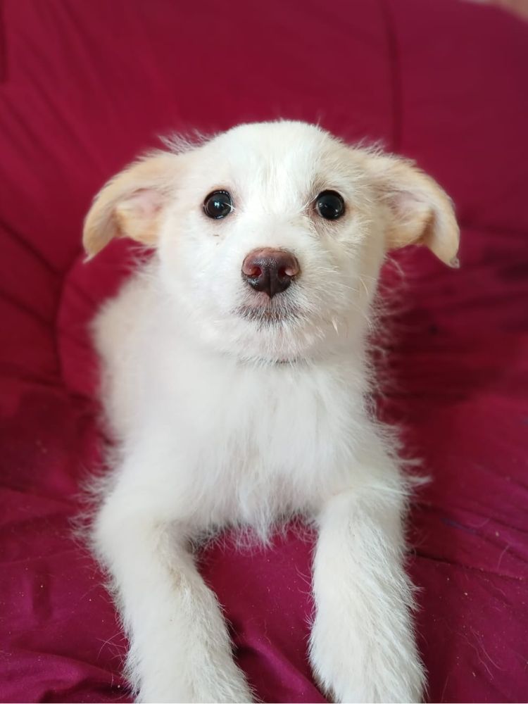 pup uit asiel roemenie adopteren