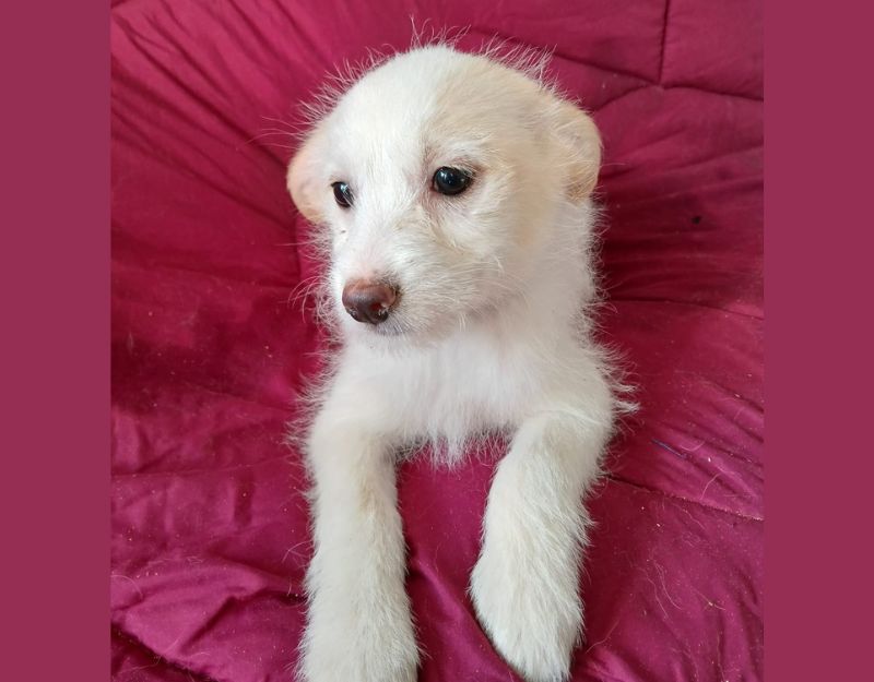 pup uit het asiel adopteren