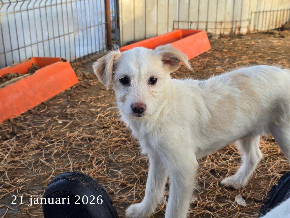 pup uit het asiel adopteren