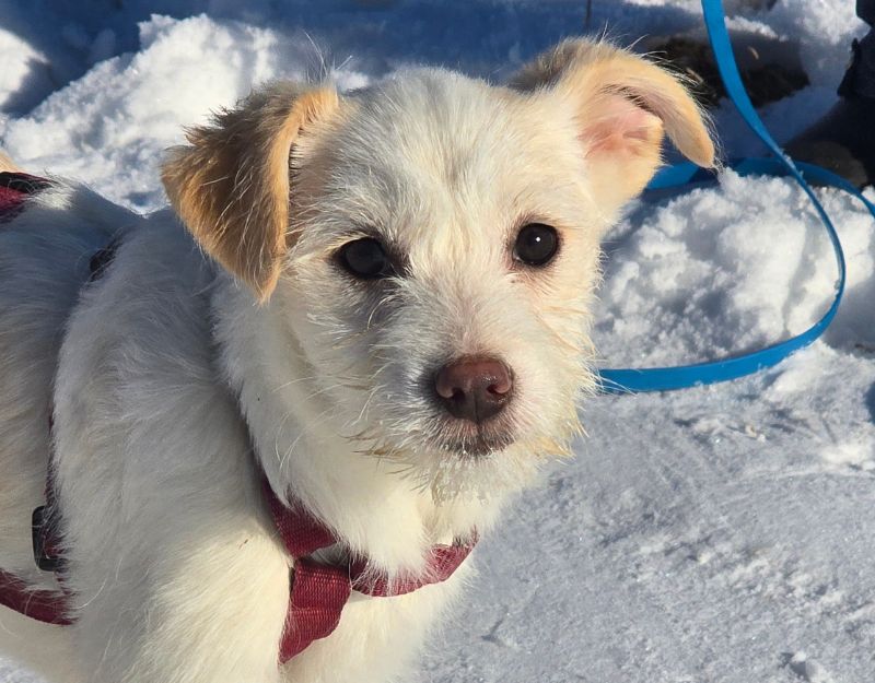 pup uit het asiel adopteren