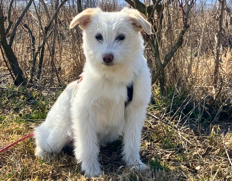 pup uit het asiel adopteren