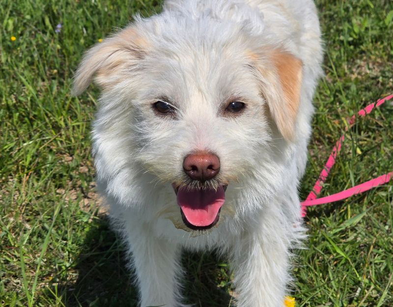 pup uit het asiel adopteren