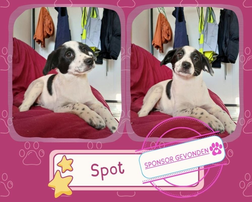 pup uit asiel roemenie adopteren