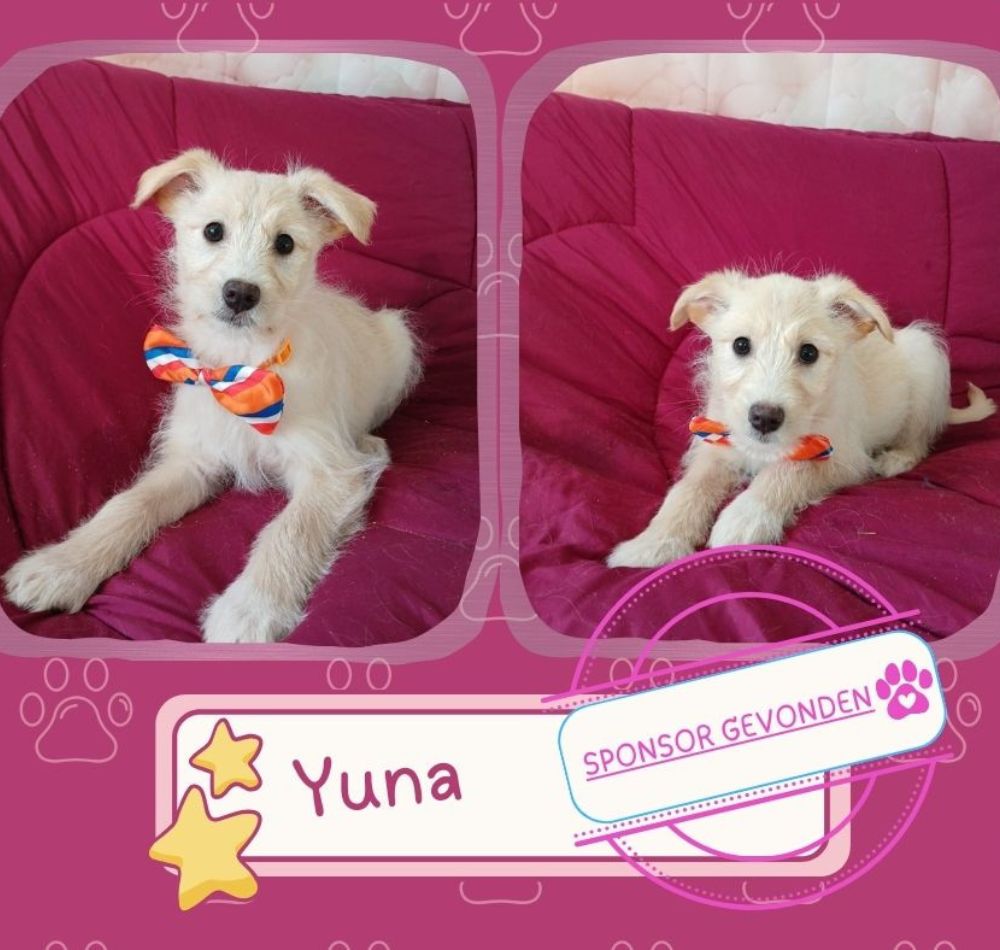 puppy uit asiel roemenie adopteren