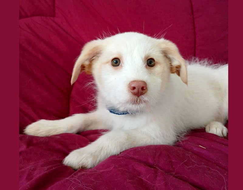 puppy adopteren uit het buitenland