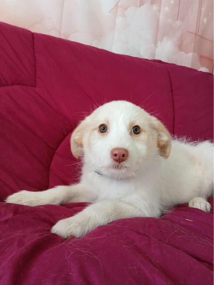 puppy uit buitenland adopteren