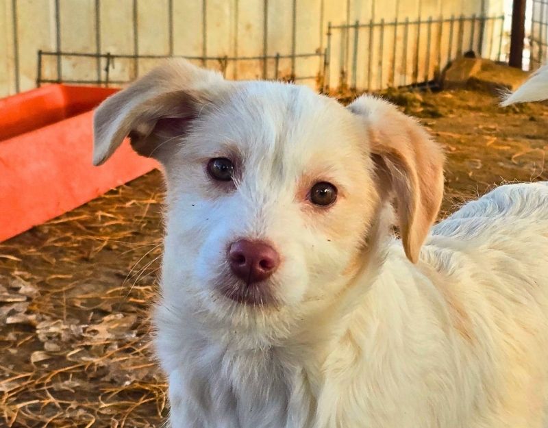 puppy adopteren uit het buitenland