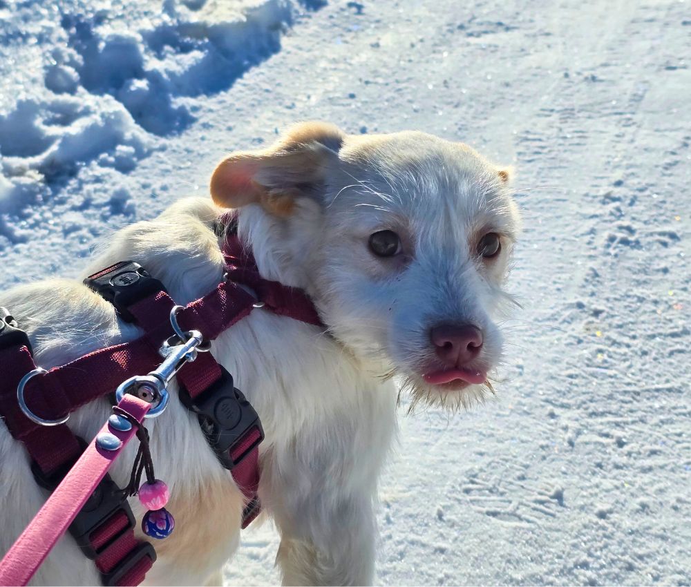 puppy uit buitenland adopteren