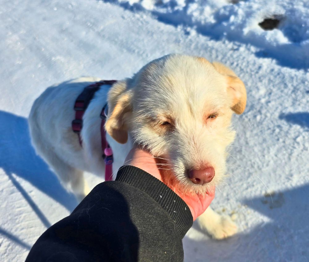 puppy uit buitenland adopteren
