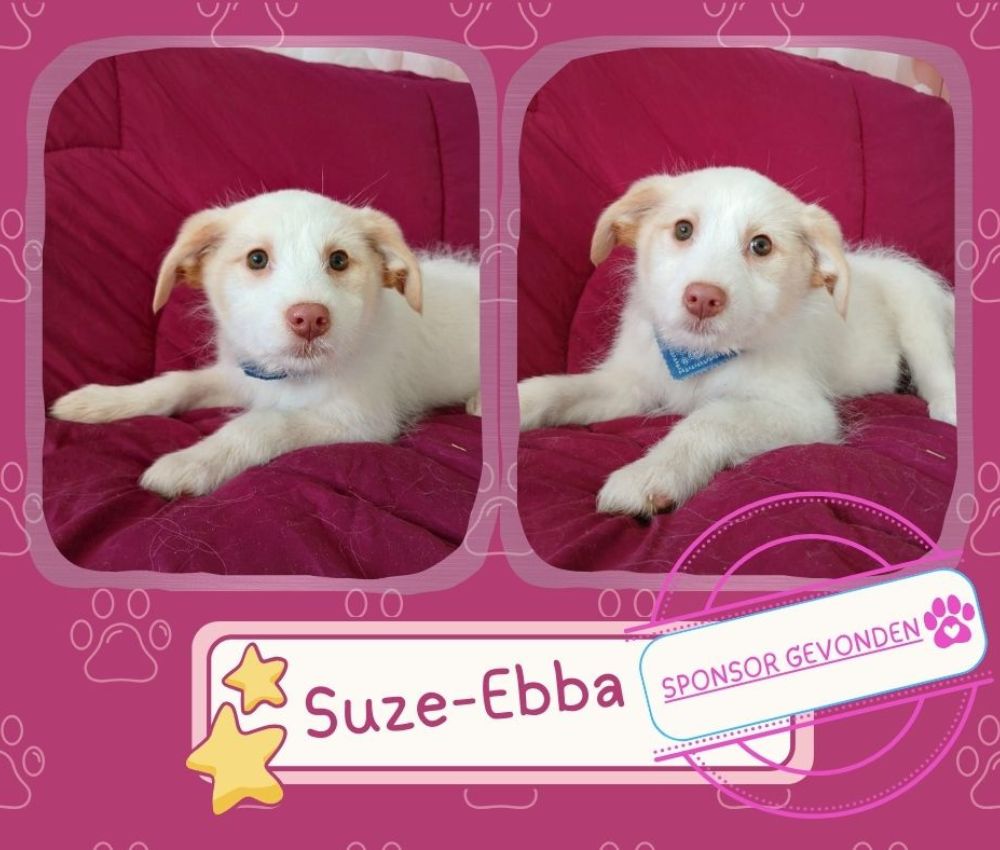 puppy adopteren uit het buitenland