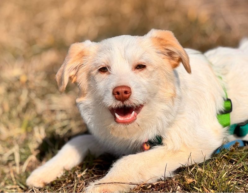 puppy adopteren uit roemenië buitenland