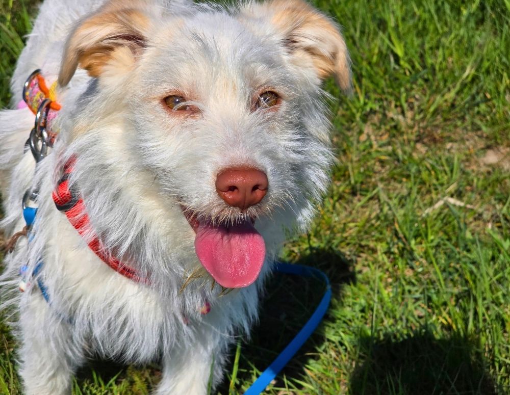 puppy adopteren uit roemenië buitenland