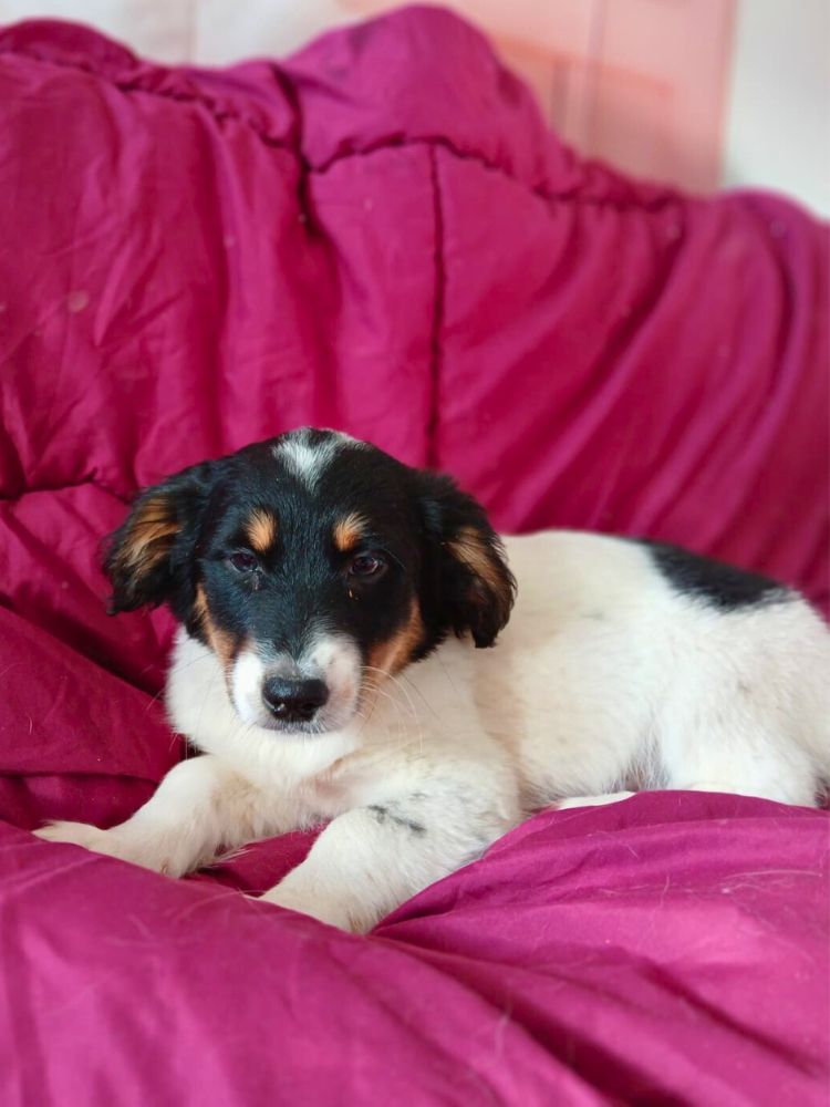 pup uit buitenland adopteren