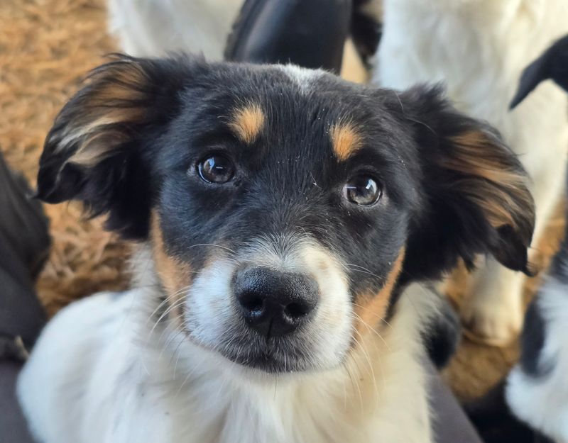 pup adopteren uit het buitenland