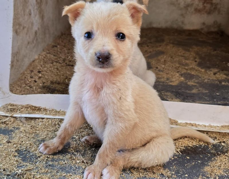 puppie adopteren