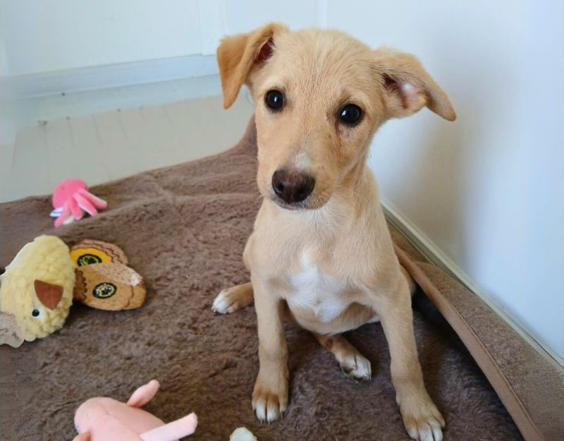 pup asiel adopteren