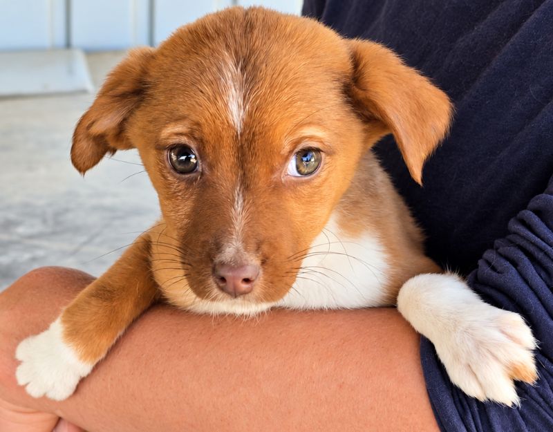 jonge pup adopteren