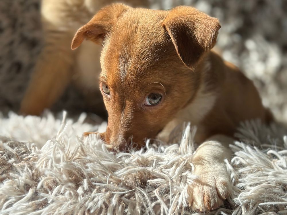 asiel puppy adopteren