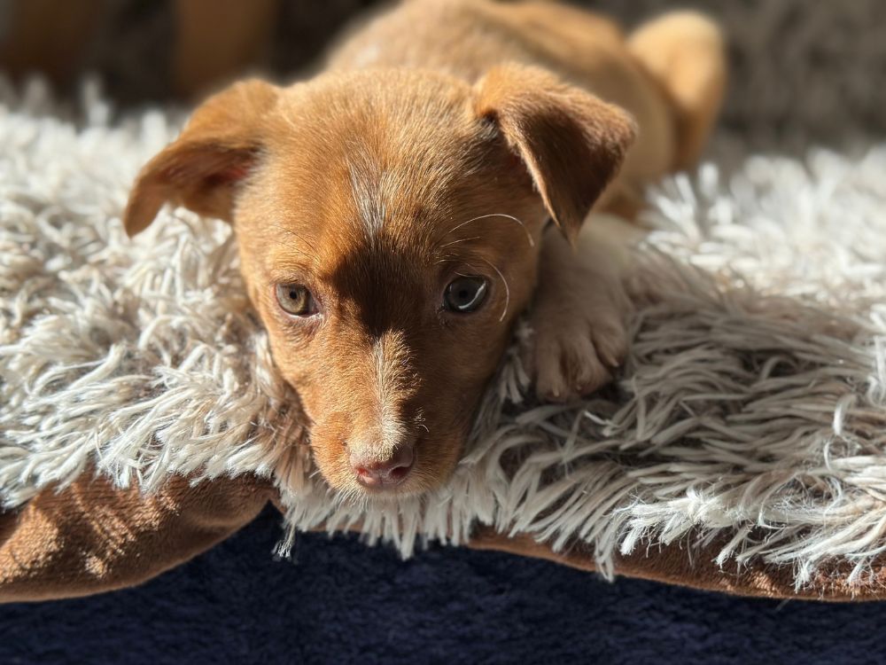 puppy adopteren